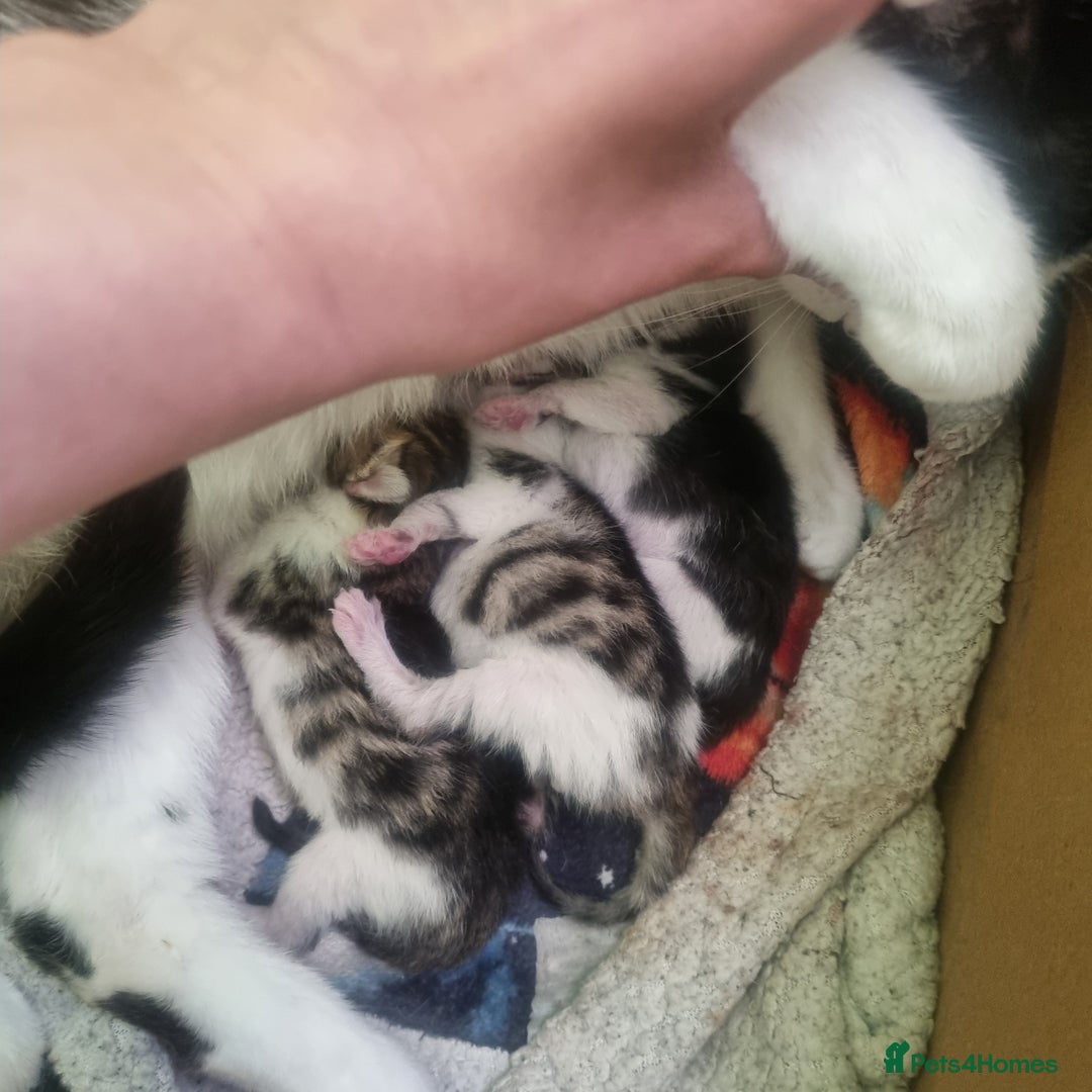 Mixed Breed cats for sale: Beautiful half bengal kittens  - Image 2