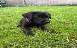 Labrador Retriever dogs for sale: ⭐️READY TO GO NOW⭐️KC Reg Labrador Puppies  - Image 27