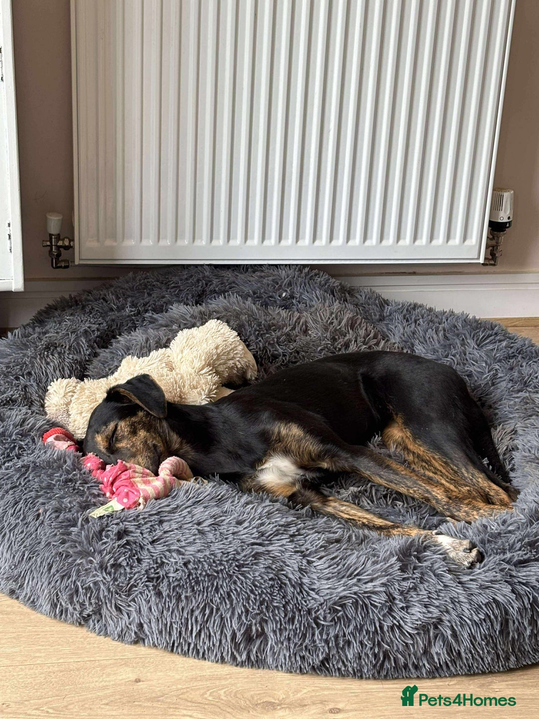 Mixed Breed dogs for adoption: Puppy Rina is waiting for you! - Image 12