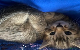 American Shorthair cats for sale: 4 kitten for sale  - Image 1