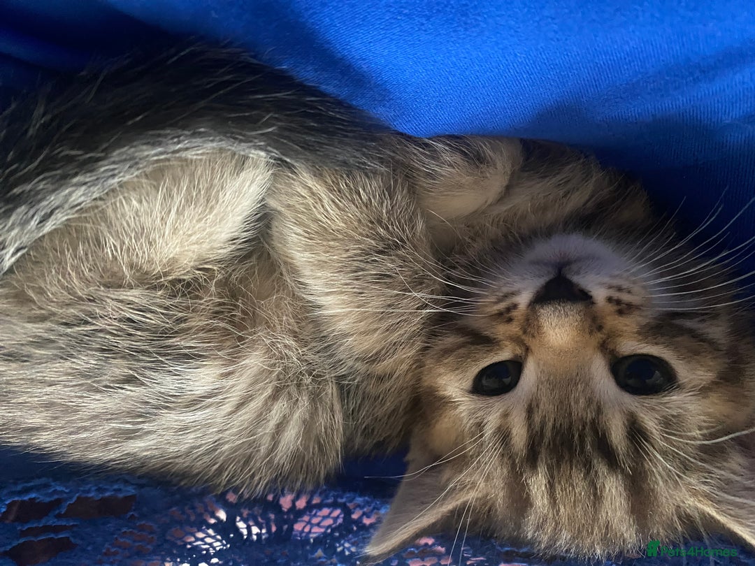 American Shorthair cats for sale: 4 kitten for sale  - Image 1