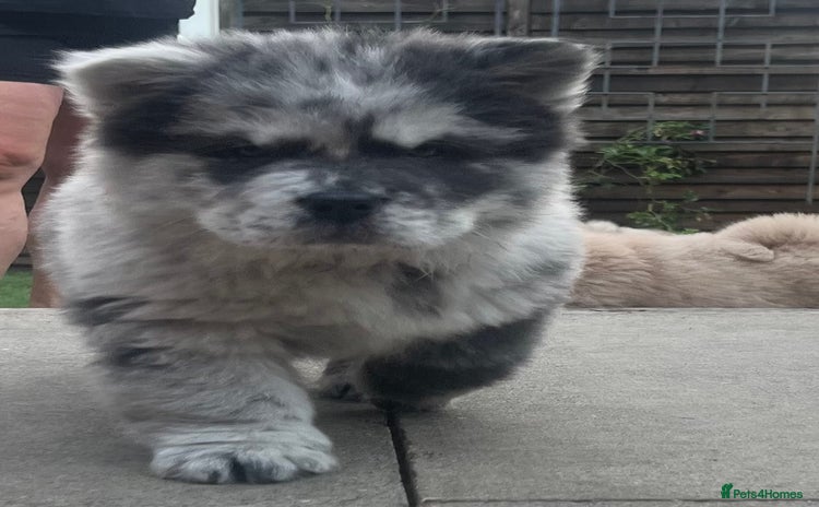 Chow Chow dogs in Orpington - Advert 2