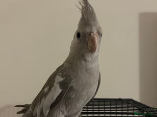 Cockatiels birds Male Cockatiel - Advert 4