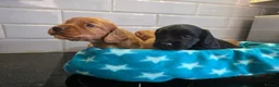 Cocker Spaniel dogs for sale: KC FTCH bloodlines cocker spaniels - Advert 10