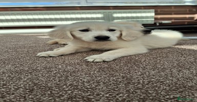 Golden Retriever dogs Kc, health tested, show type, golden retrievers. - Advert 5