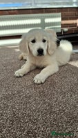 Golden Retriever dogs Kc, health tested, show type, golden retrievers. - Advert 5