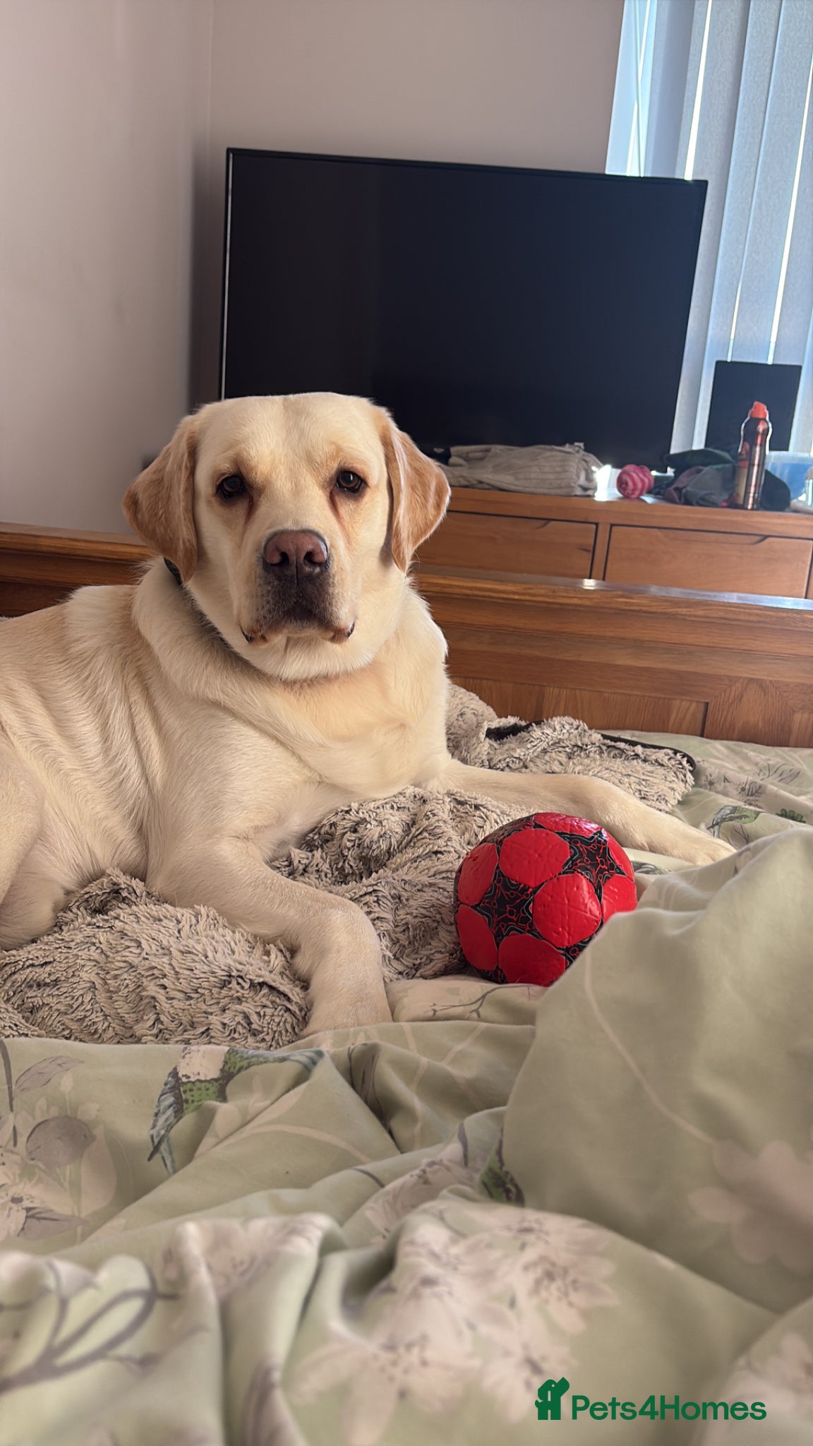 Labrador Retriever dogs 2year old male lab - Advert 17