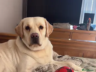 Labrador Retriever dogs 2year old male lab - Advert 17