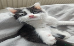 Mixed Breed cats for sale: 2 fluffy boys - Image 9