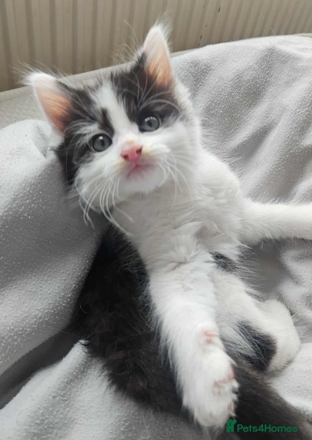 Mixed Breed cats for sale: 2 fluffy boys - Image 9
