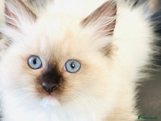 Ragdoll cats - Advert 3