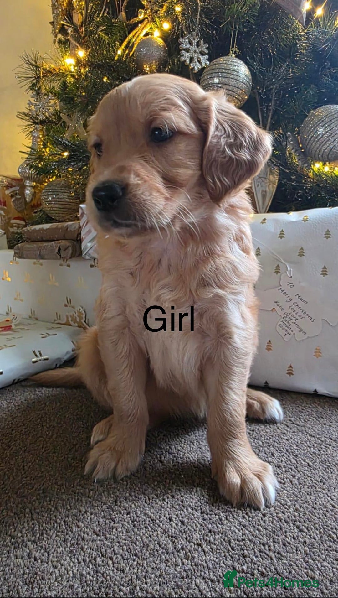 Golden Retriever dogs for sale: Dark Working Golden Retriever puppies - Advert 6