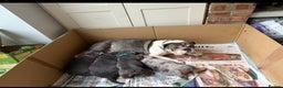 Olde English Bulldogge dogs for sale: Olde English Blue Merle Tri Puppies - Advert 2