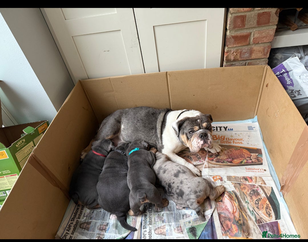 Olde English Bulldogge dogs for sale: Olde English Blue Merle Tri Puppies - Advert 2