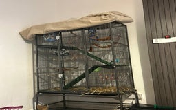 Sugar Glider rodents for sale: Two sugar gliders + large cage  - Image 2