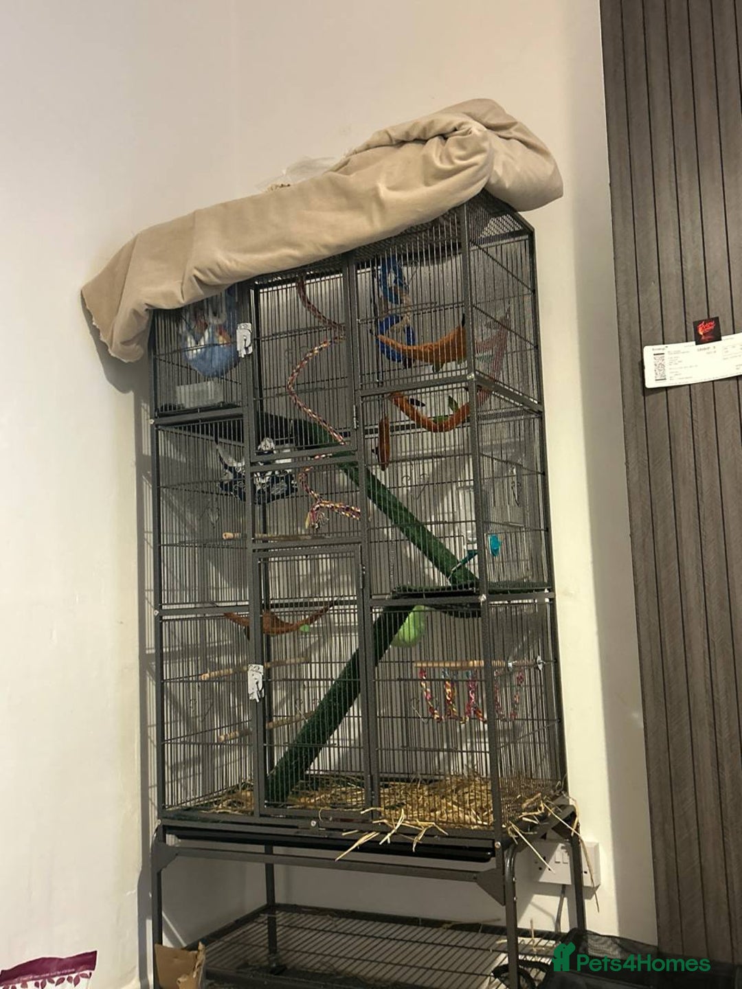 Sugar Glider rodents for sale: Two sugar gliders + large cage  - Image 2