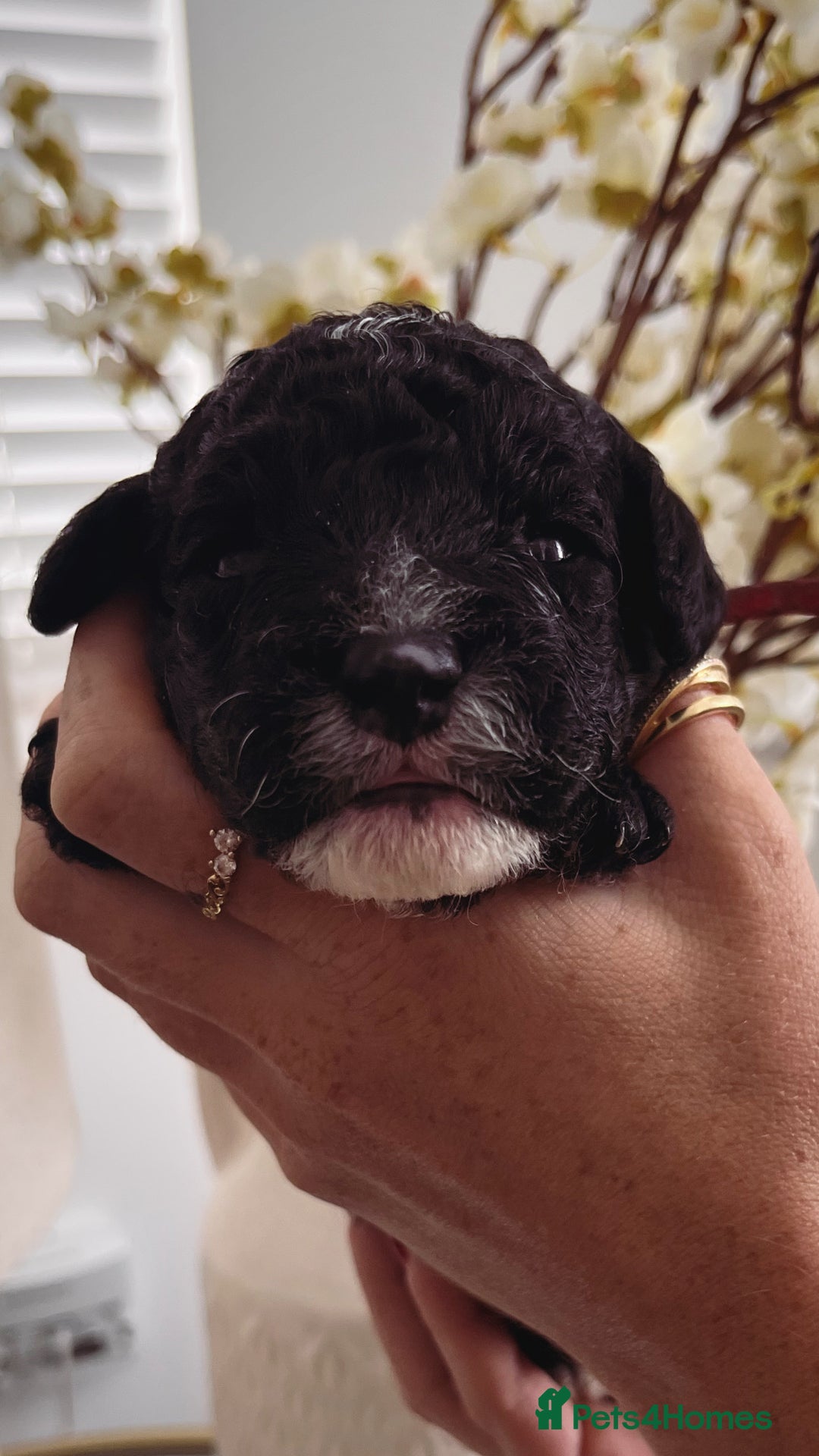 Sproodle dogs for sale: Sproodle puppies  - Image 32