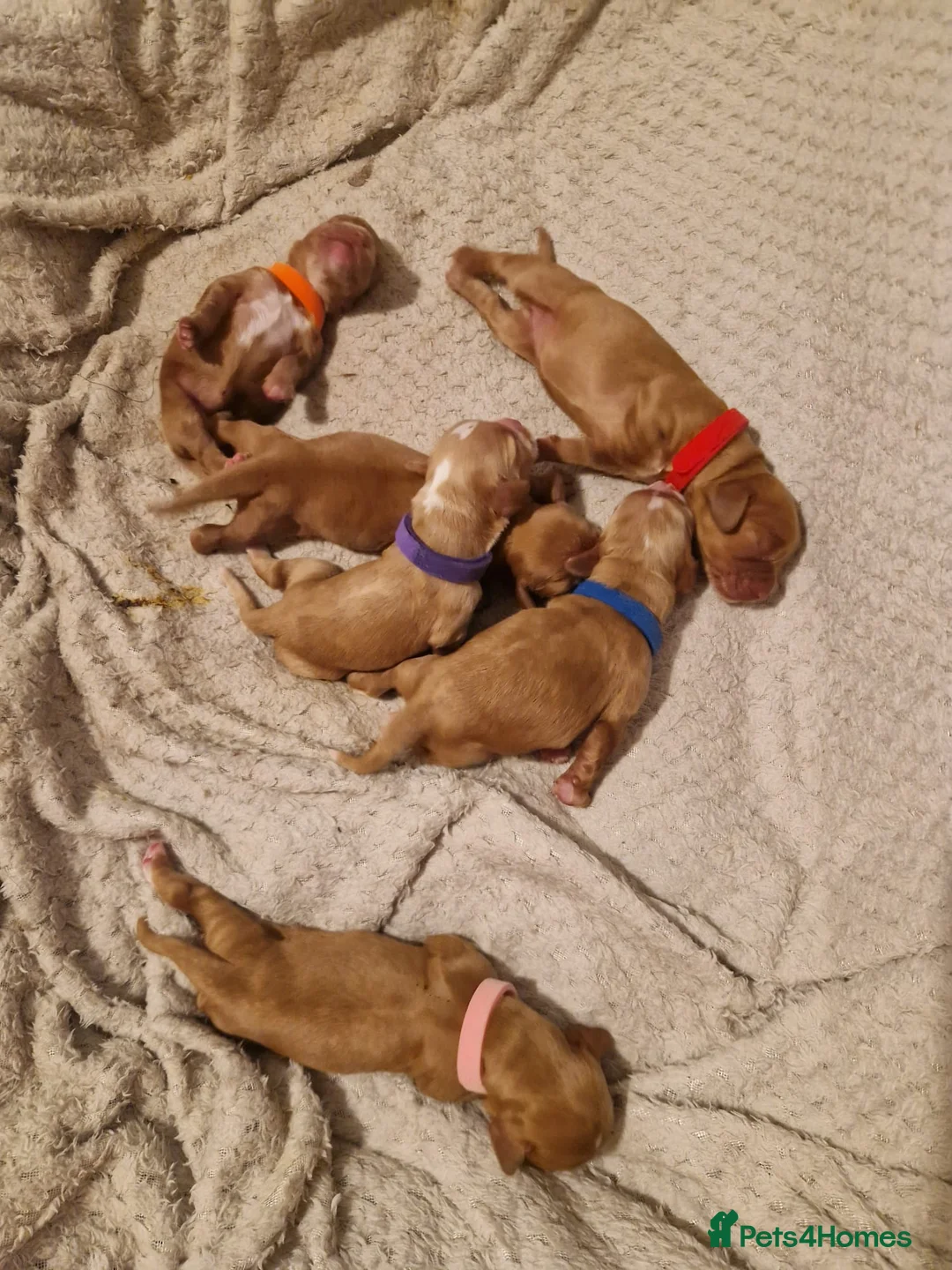 Cocker Spaniel dogs for sale: Cocker spaniel puppies - Advert 2