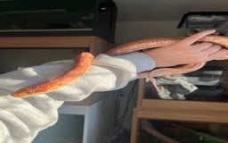 Mixed Breed reptiles for sale:  Lovely corn snake  for rehome - Image 5