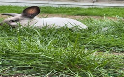 English Lop rabbits for sale: English lop (need gone asap) - Image 4