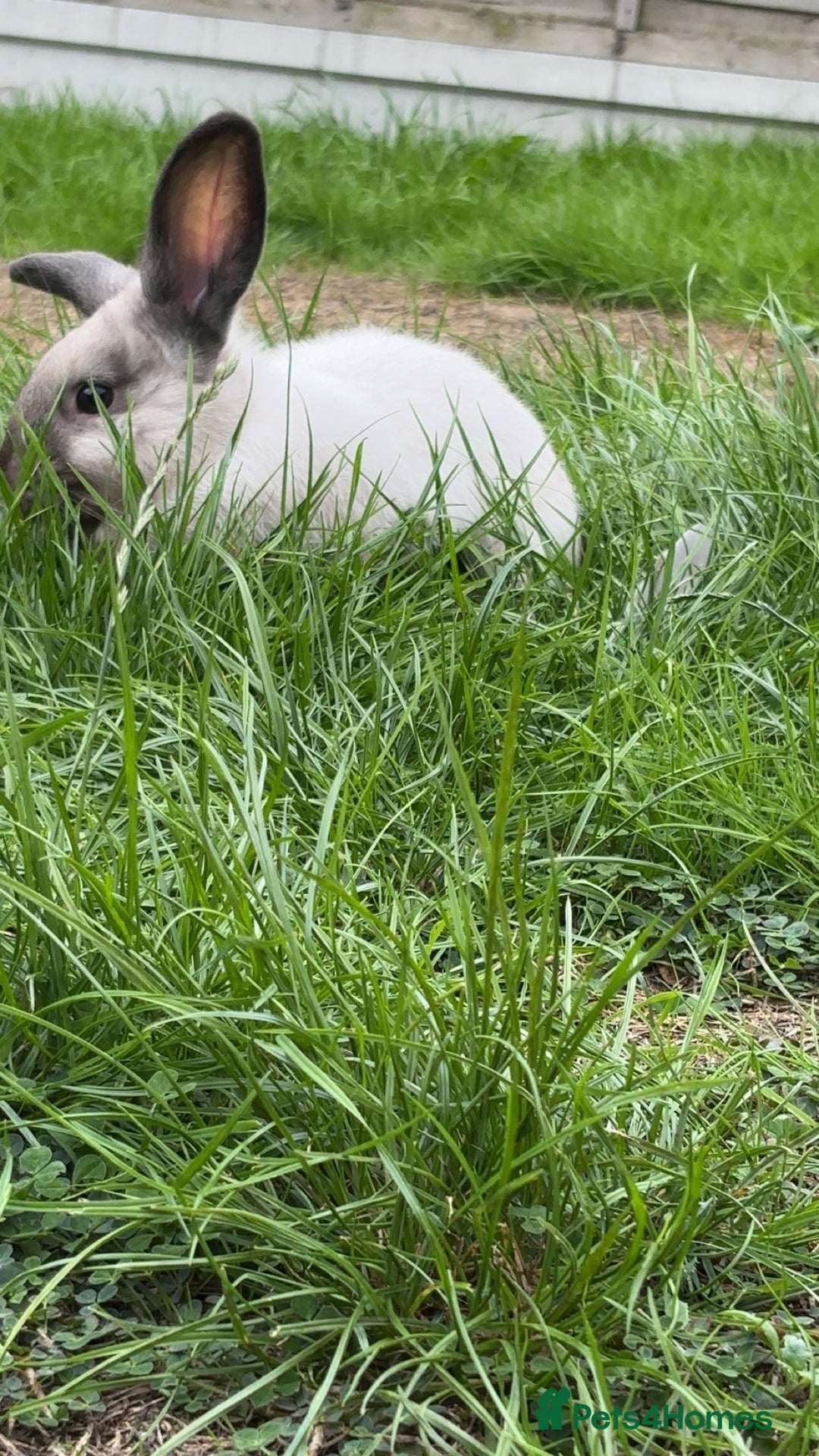 English Lop rabbits for sale: English lop (need gone asap) - Image 4