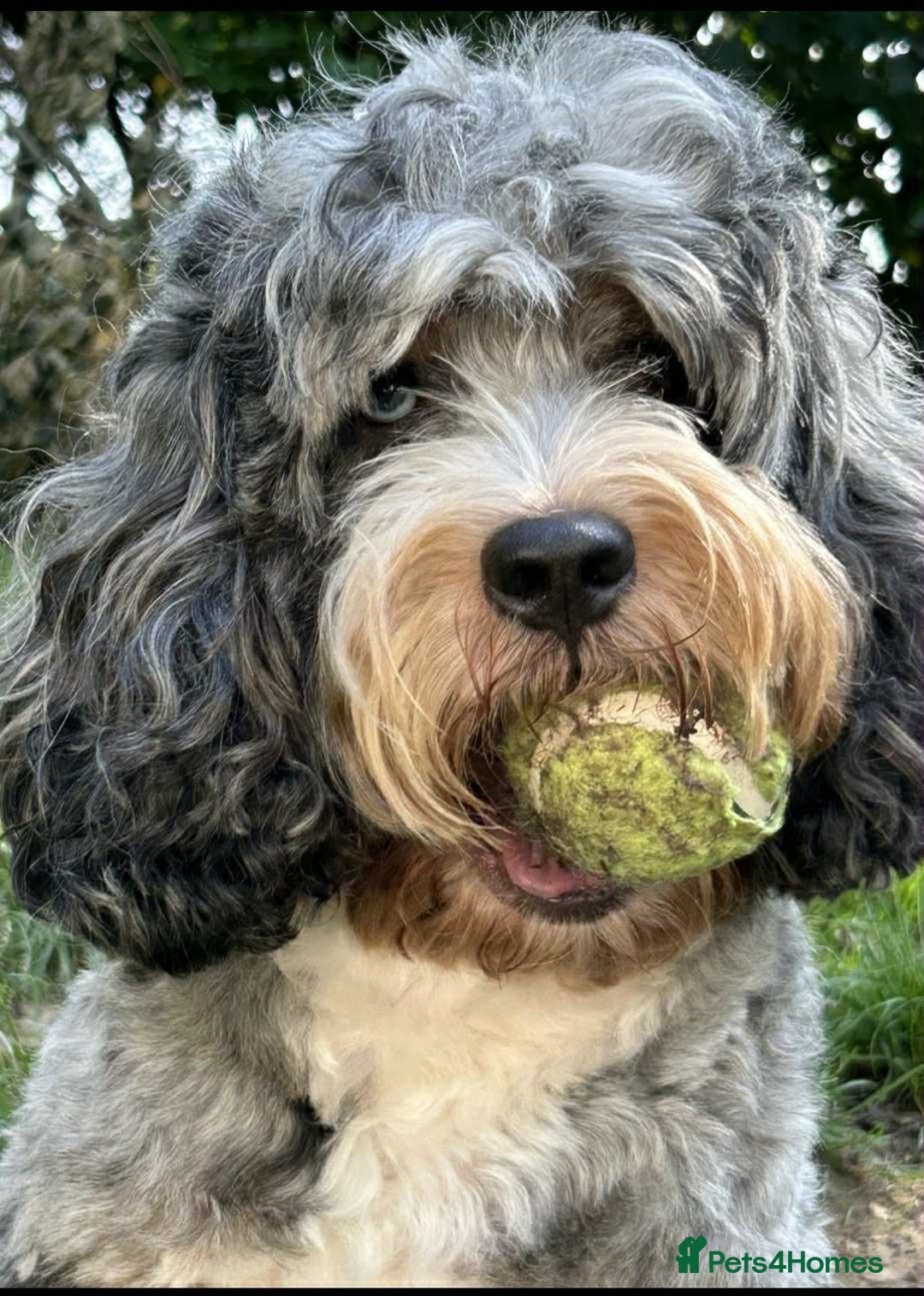 Sheepadoodle dogs for sale: unique sheepadoodles due - Image 8