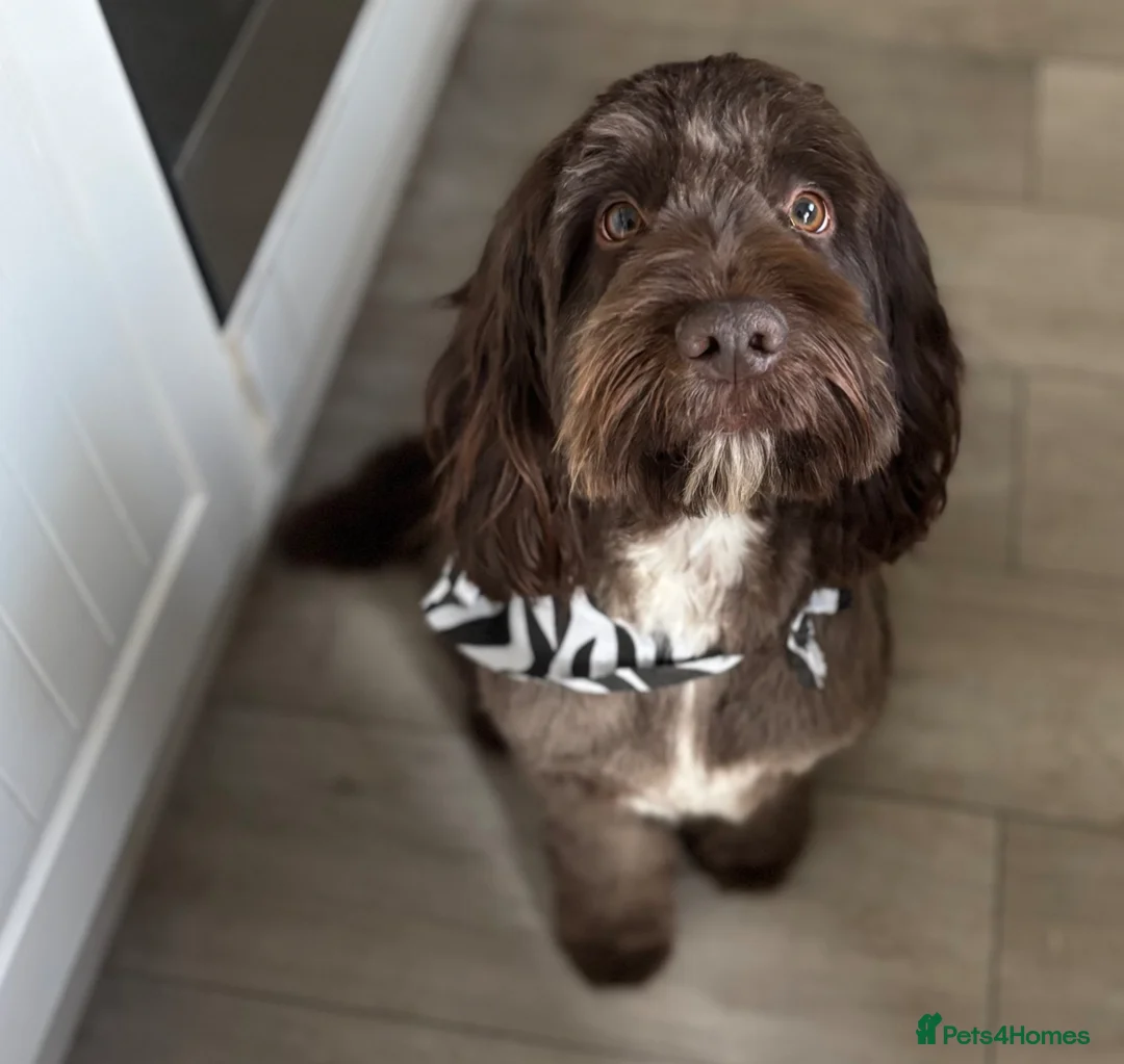 Mixed Breed dogs for stud: FOR STUD - Advert 4