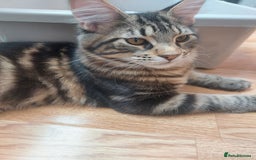Maine Coon cats for sale: Purebred Maincoon kittens - Image 3