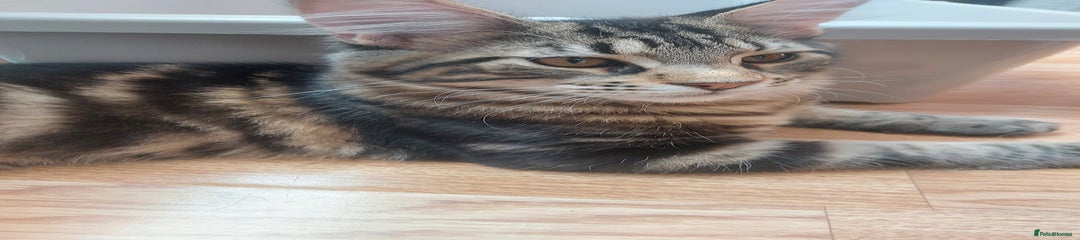 Maine Coon Kitten 1