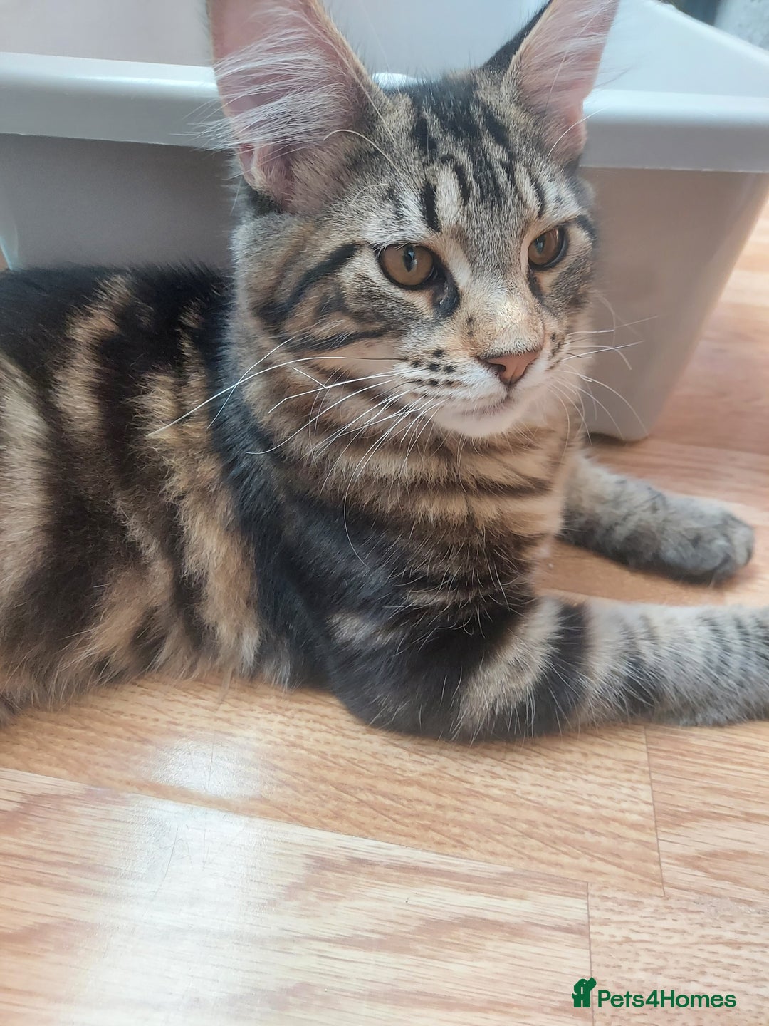Maine Coon cats for sale: Purebred Maincoon kittens - Image 3