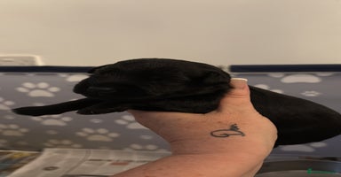 Miniature Schnauzer dogs ❤️🐾LAST BOY REMAINING🐾❤️ - Advert 7