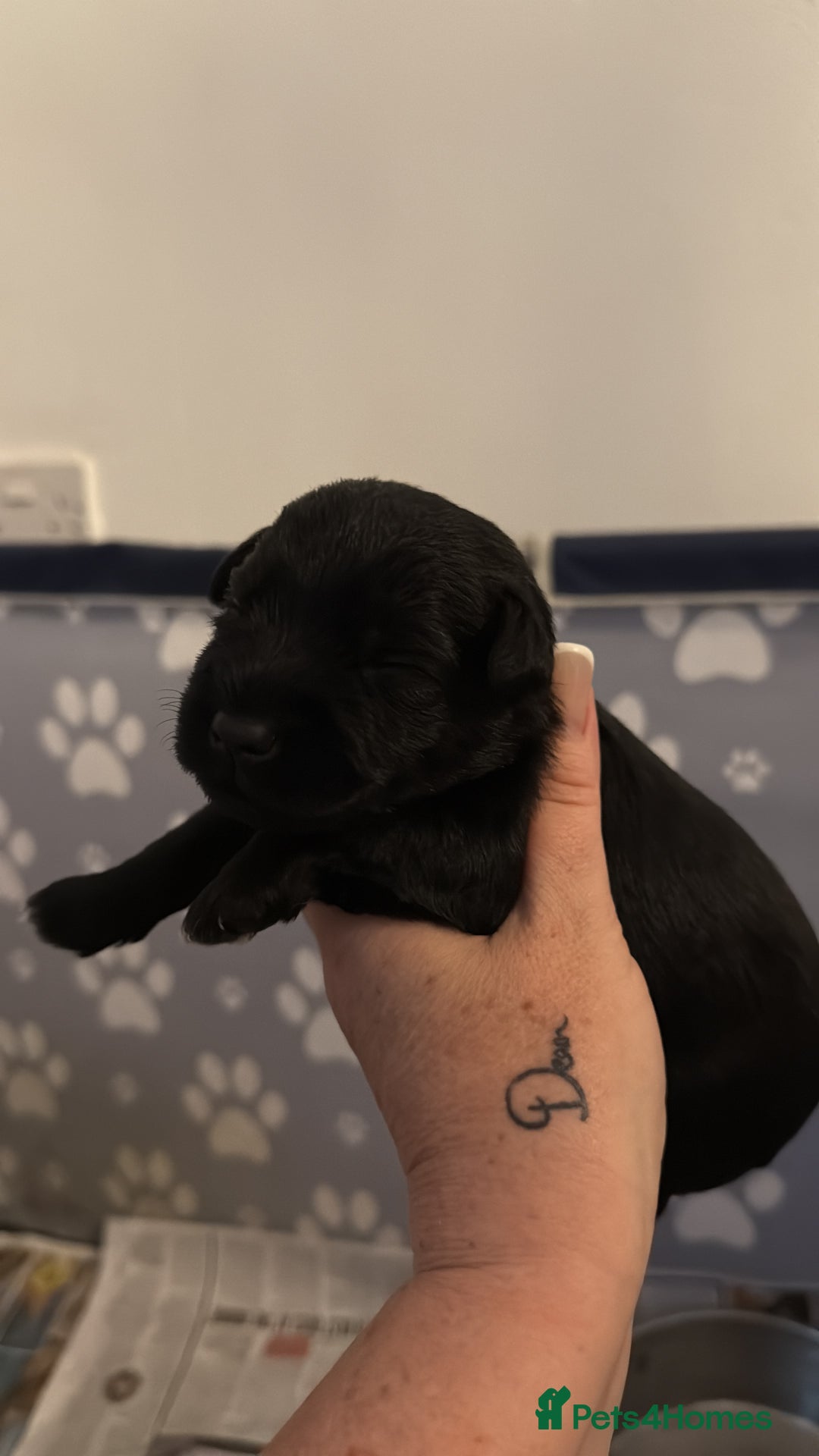 Miniature Schnauzer dogs for sale: ❤️🐾LAST BOY REMAINING🐾❤️ - Advert 4