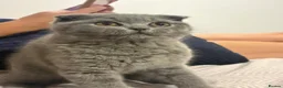 Scottish Fold cats for sale: Chunky Scottish fold kitten  - Advert 1