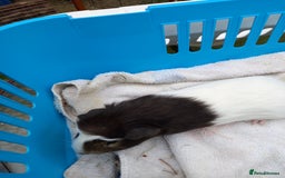 Guinea Pig rodents for sale: Swiss baby guinea-pigs  - Image 6