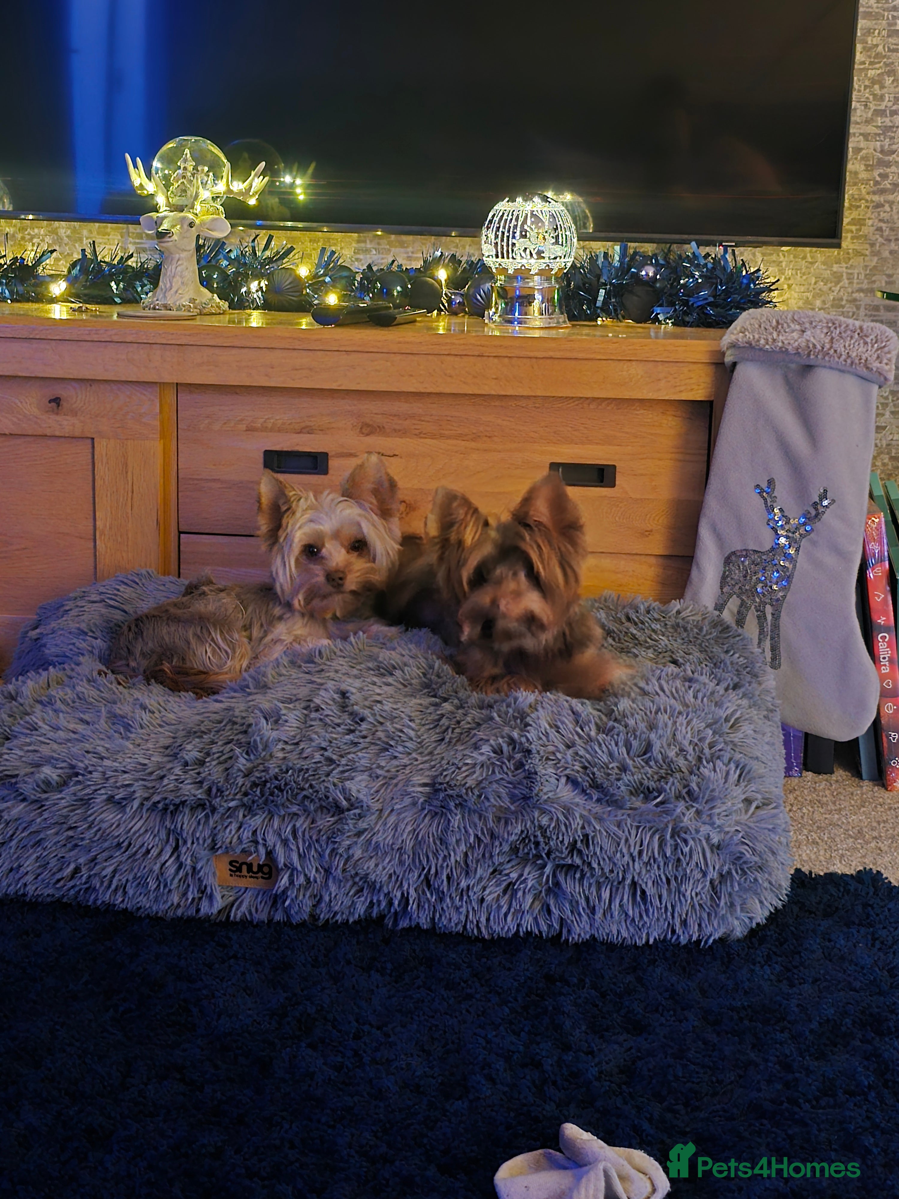 Yorkshire Terrier dogs Miniture yorkies ( sold only as a pair) - Advert 4
