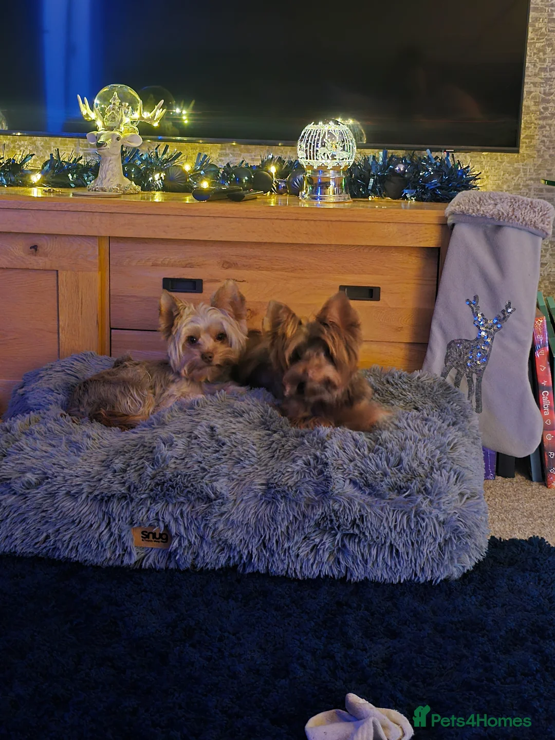 Yorkshire Terrier dogs for sale: Miniture yorkies ( sold only as a pair) - Advert 1