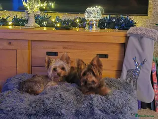 Yorkshire Terrier dogs Miniture yorkies ( sold only as a pair) - Advert 4