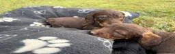 Dachshund dogs for sale: KC Regestered Teckel puppies in Cardiff - Advert 7