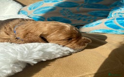 Mini Goldendoodle dogs for sale: 8 Lovingly Raised Miniature Goldendoodles  - Image 12