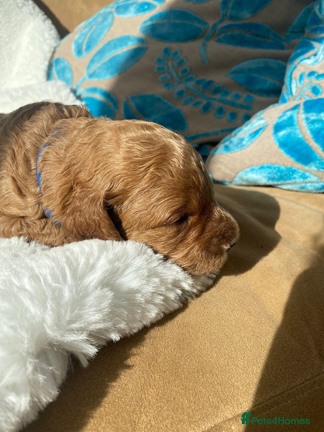 Mini Goldendoodle dogs for sale: 8 Lovingly Raised Miniature Goldendoodles  - Image 12