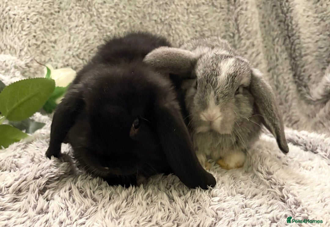 Mini Lop rabbits for sale: Mini lops 💙💙 two boys  - Advert 2