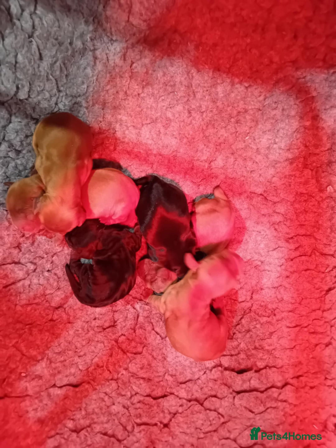 Cocker Spaniel dogs for sale: PURE SHOW COCKER SPANIEL PUPPIES FROM SHOW PARENTS - Advert 3