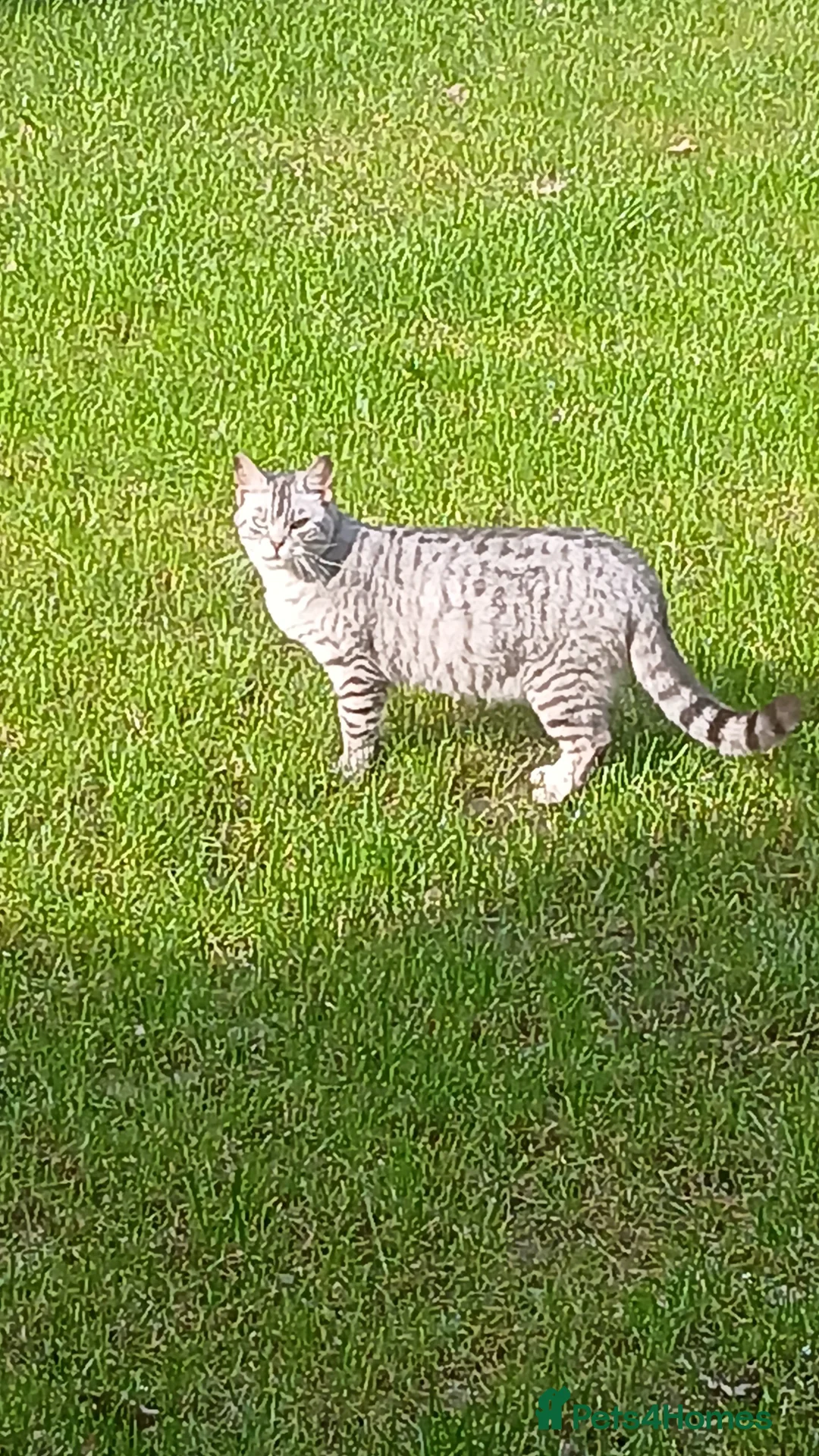 Bengal cats for sale: Bengal x Main Coon kittens - Advert 2