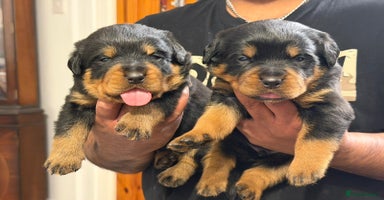 Rottweiler dogs BEAUTIFUL ROTTWEILER PUPPIES FULL KC SHOW QUALITY  - Advert 8