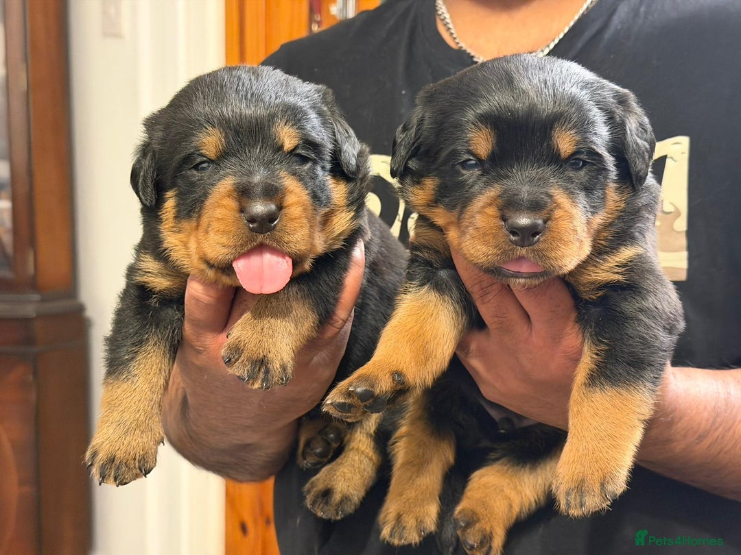 Rottweiler dogs for sale: BEAUTIFUL ROTTWEILER PUPPIES FULL KC SHOW QUALITY  - Advert 4