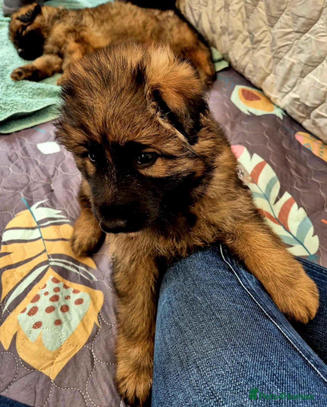 German Shepherd dogs for sale: German Shepherd Puppies - Image 25