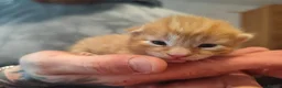 Domestic Shorthair cats for sale: ⭐ Adorable kittens Looking for Loving Home ⭐  in Newport - Advert 7