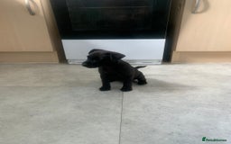 Patterjack dogs for sale: Outstanding litter of patterjack puppys for sales  - Image 2