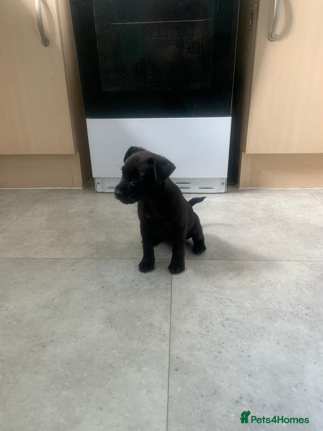 Patterjack dogs for sale: Outstanding litter of patterjack puppys for sales  - Image 2