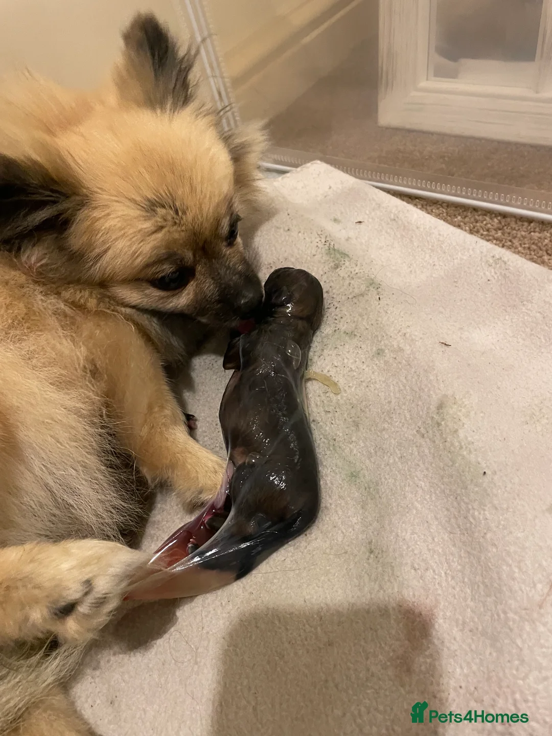 Pomeranian dogs for sale: 5 Generation champion Russian bloodline - Advert 7